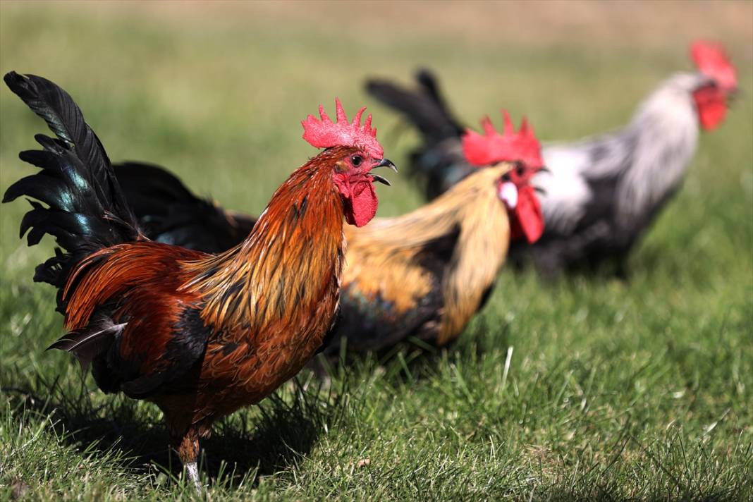 Türkiye’nin en prestijlisi! Denizli horozunu Konya koruyor 16